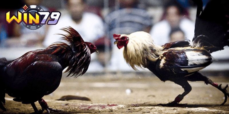 Tỷ lệ kèo đa dạng, phù hợp với nhiều đối tượng người chơi